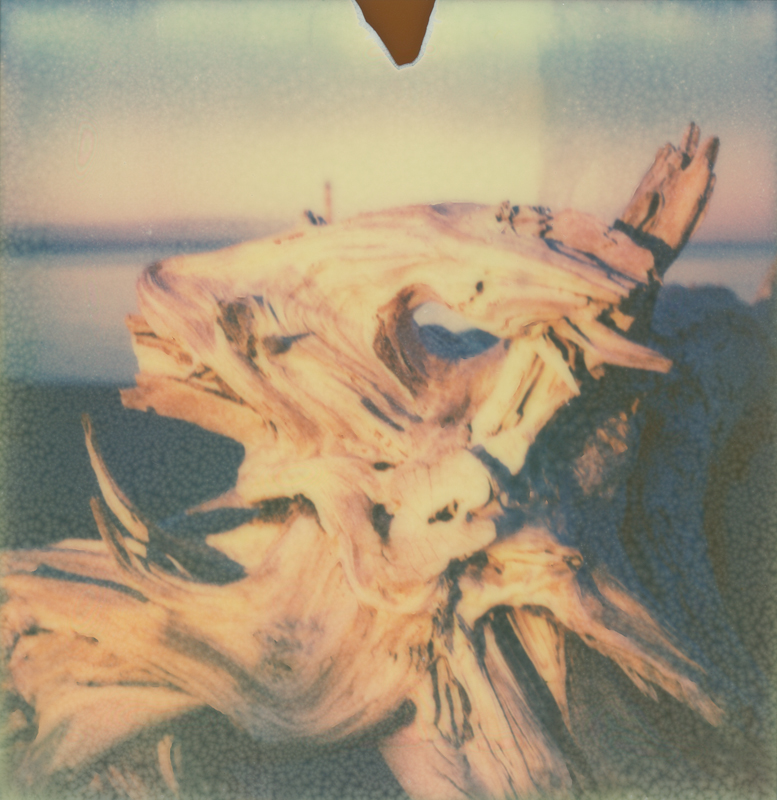 Driftwood Twelve Driftwood Twelve