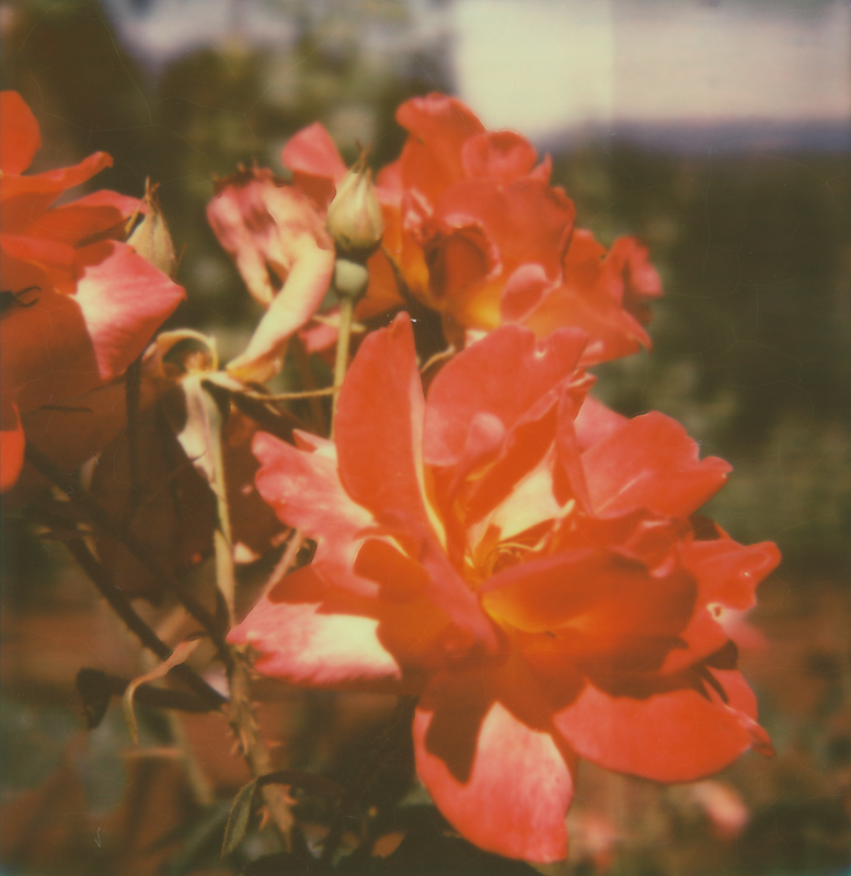 Roses in the Vineyard One