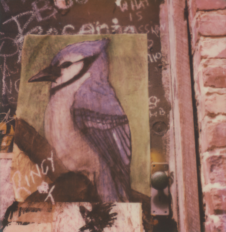 Bluejay Bluejay