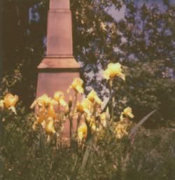 Daffodils and Monuments